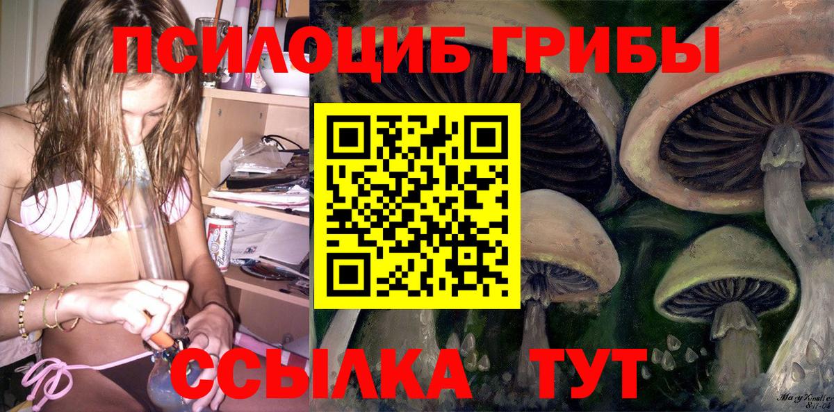 Галлюциногенные грибы Psilocybe Кулебаки